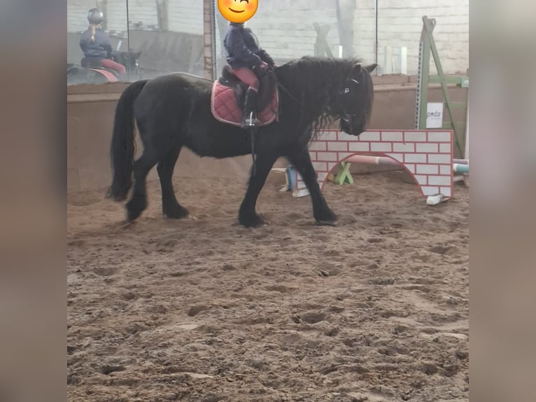 Poney Fell Jument 20 Ans 148 cm Noir in Gnarrenburg