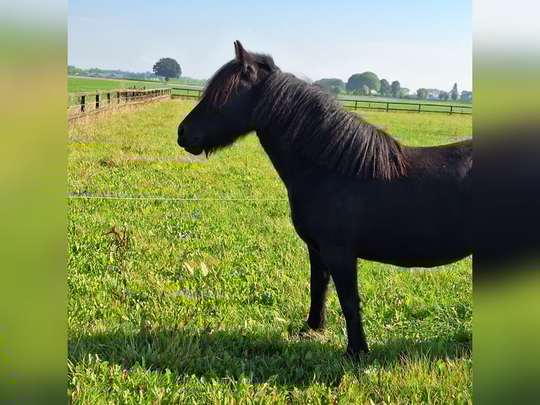 Poney Fell Jument 3 Ans 140 cm Noir in Zeddam