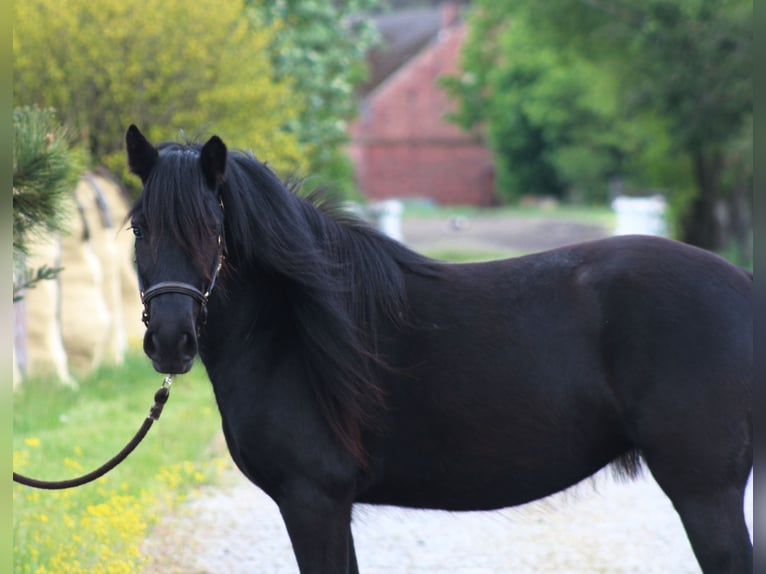 Poney Fell Jument 3 Ans 145 cm Noir in Santok