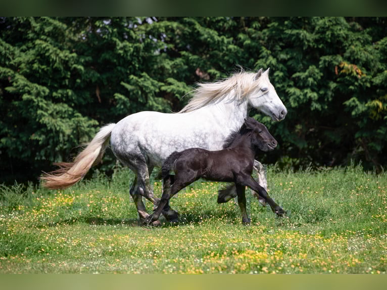Poney Fell Jument 6 Ans 140 cm Gris in La Motte Feuilly