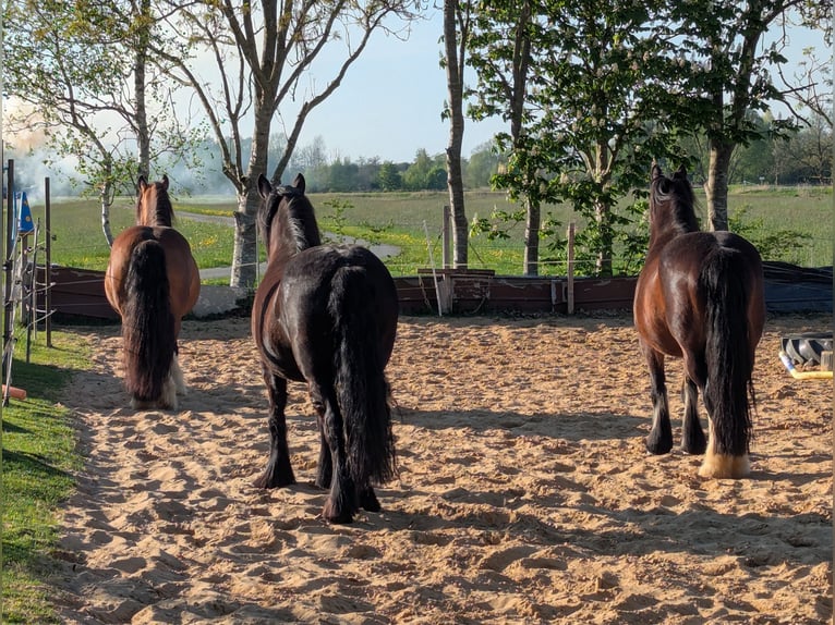 Poney Fell Jument 9 Ans 138 cm Noir in Nortorf bei Wilster