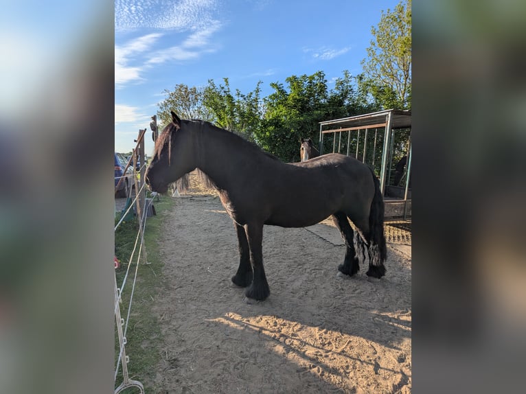 Poney Fell Jument 9 Ans 138 cm Noir in Nortorf bei Wilster
