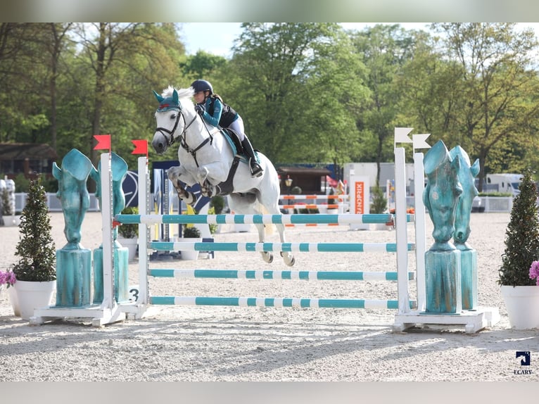 Poney Français de selle Étalon 11 Ans 149 cm Gris in milano