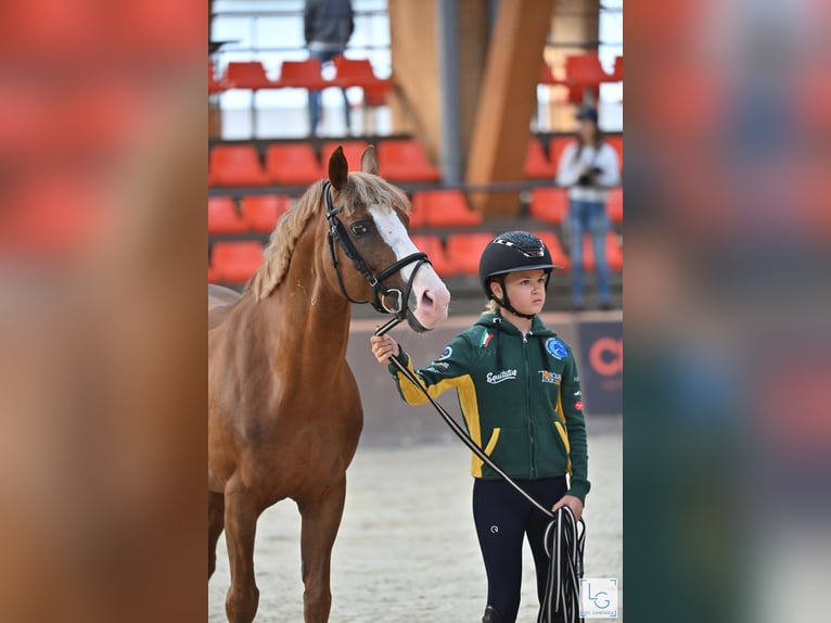 Poney Français de selle Étalon 16 Ans 146 cm Alezan brûlé in Tök