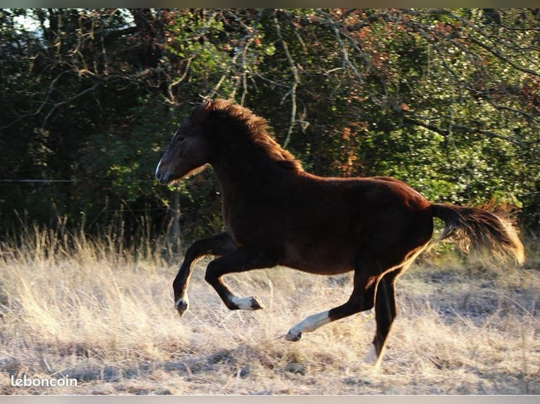 Poney Français de selle Étalon 1 Année 149 cm Gris in Pompignan