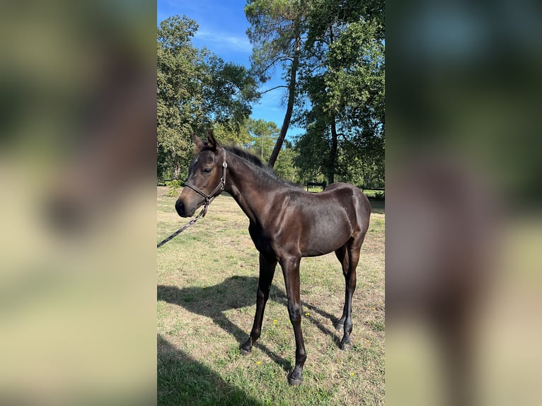 Poney Français de selle Étalon 1 Année Noir in Creon d’armagnac