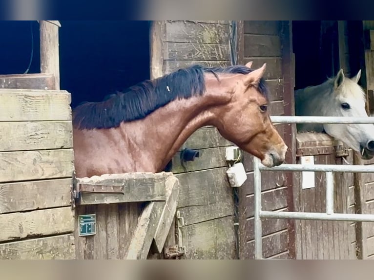 Poney Français de selle Étalon 3 Ans 146 cm Bai in Le Dezert