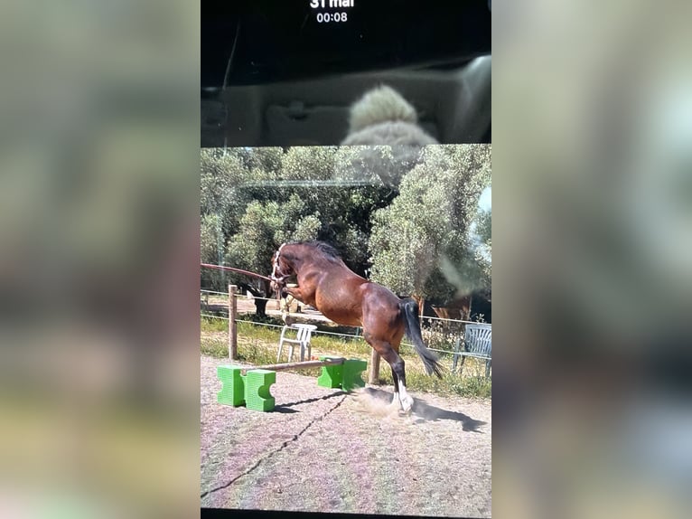 Poney Français de selle Étalon 4 Ans Bai in Éguilles