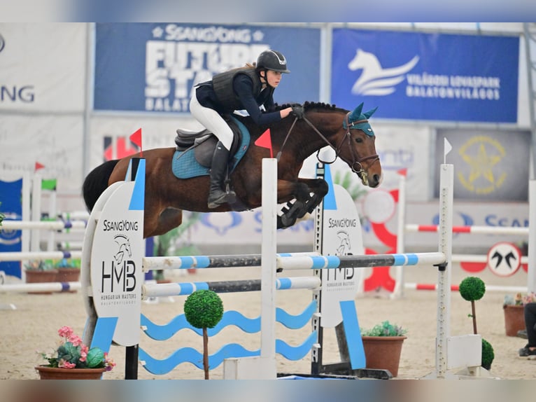 Poney Français de selle Étalon 9 Ans 147 cm Bai cerise in Tök