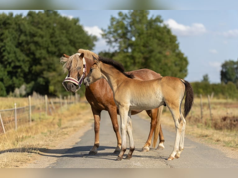 Poney Français de selle Étalon Poulain (06/2026) 118 cm Bai in Vernon