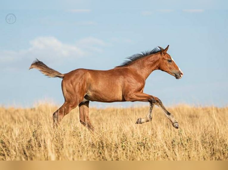 Poney Français de selle Étalon Poulain (01/2025) Bai in Montagny-l&#xE8;s-Buxy