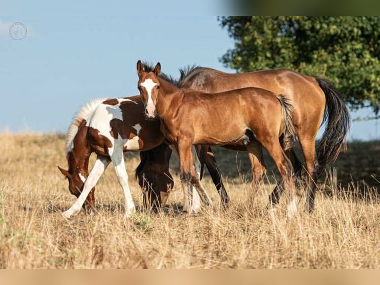 Poney Français de selle Étalon Poulain (01/2025) Bai in Montagny-l&#xE8;s-Buxy