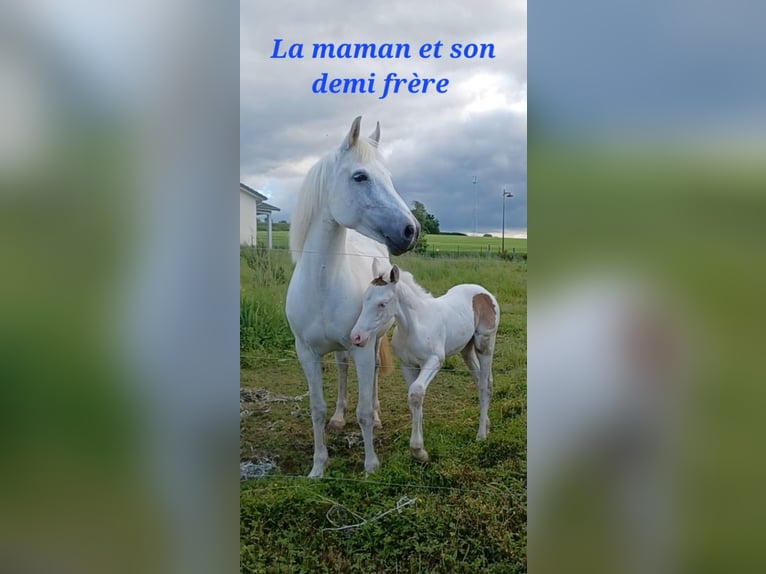 Poney Français de selle Étalon Poulain (03/2026) Tobiano-toutes couleurs in MAISONS EN CHAMPAGNE