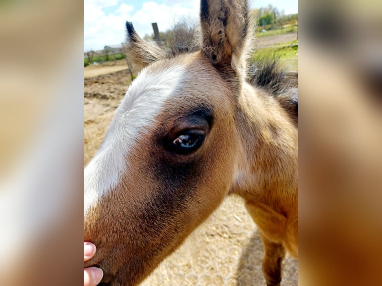 Poney Français de selle Étalon Poulain (03/2026) Tobiano-toutes couleurs in MAISONS EN CHAMPAGNE