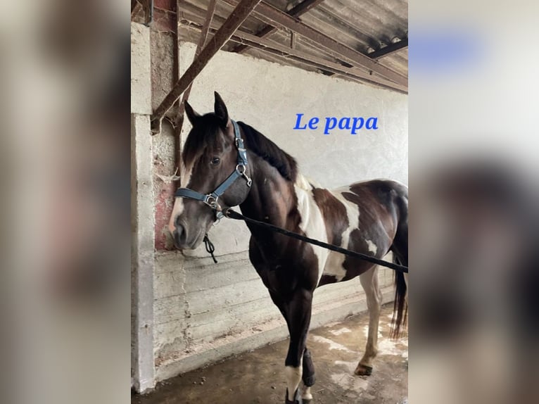 Poney Français de selle Étalon Poulain (03/2026) Tobiano-toutes couleurs in MAISONS EN CHAMPAGNE