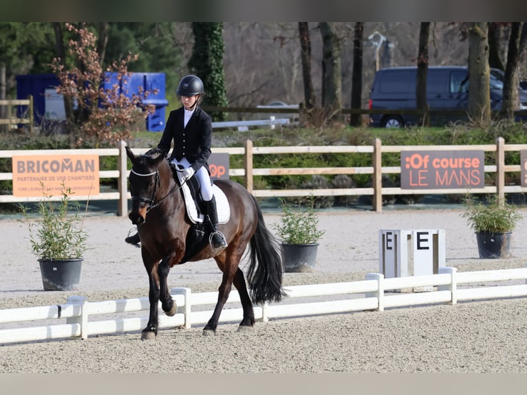 Poney Français de selle Hongre 10 Ans 146 cm Bai brun in Sucé-sur-Erdre