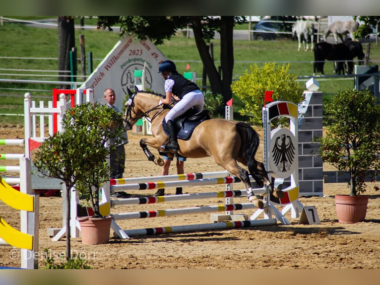 Poney Français de selle Hongre 10 Ans 147 cm Isabelle in Hof