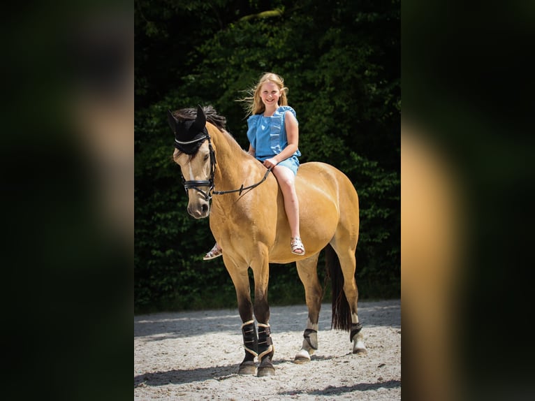 Poney Français de selle Hongre 10 Ans 147 cm Isabelle in Hof
