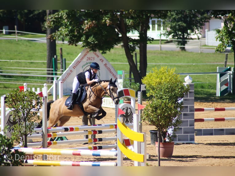 Poney Français de selle Hongre 10 Ans 147 cm Isabelle in Hof