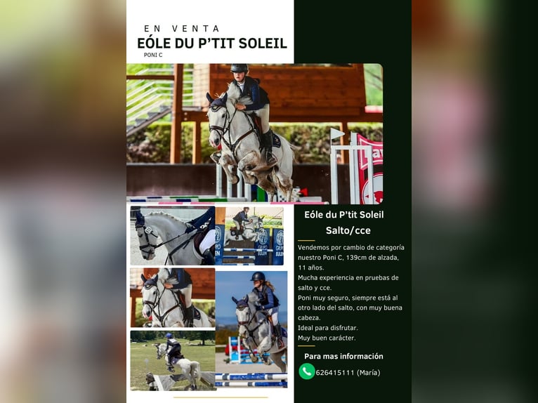 Poney Français de selle Croisé Hongre 11 Ans 140 cm Gris in Campodon Villaviciosa