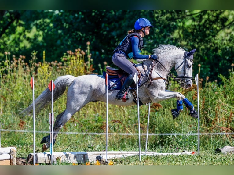 Poney Français de selle Croisé Hongre 11 Ans 140 cm Gris in Campodon Villaviciosa
