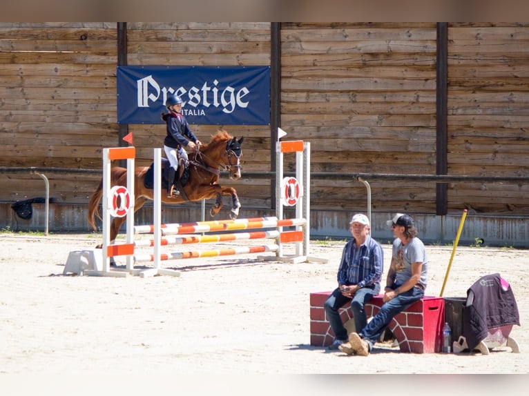 Poney Français de selle Hongre 11 Ans 143 cm Alezan in Cannes