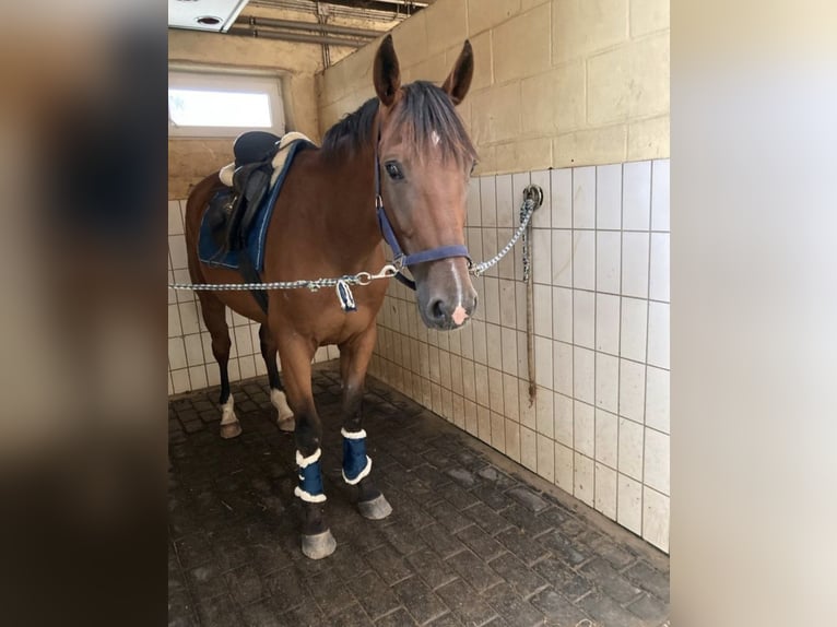 Poney Français de selle Croisé Hongre 12 Ans 160 cm Bai in Waltrop