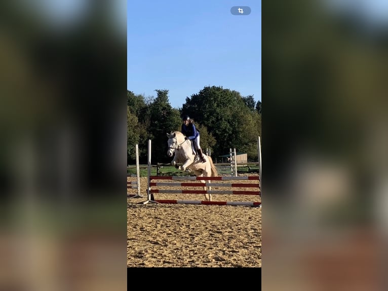 Poney Français de selle Croisé Hongre 14 Ans 148 cm Gris in La clisse