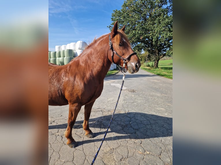 Poney Français de selle Croisé Hongre 14 Ans 155 cm Alezan in Netphen