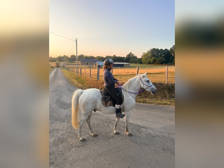 Poney Français de selle Hongre 15 Ans 152 cm Gris in Romagny fontenay