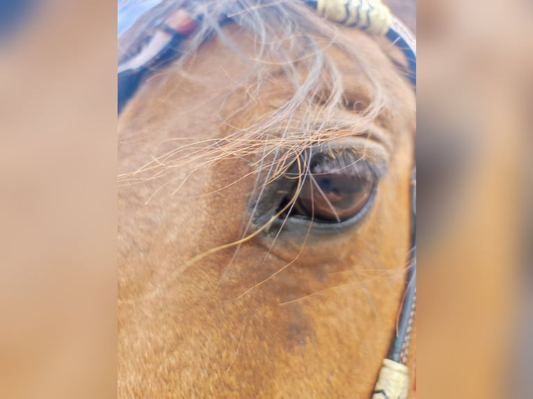 Poney Français de selle Hongre 17 Ans 147 cm Bai in Sigmaringen