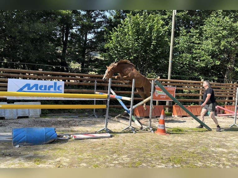 Poney Français de selle Hongre 4 Ans 157 cm Alezan in Orain Poney Français de selle Hongre 4 Ans 157 cm Alezan in Orain