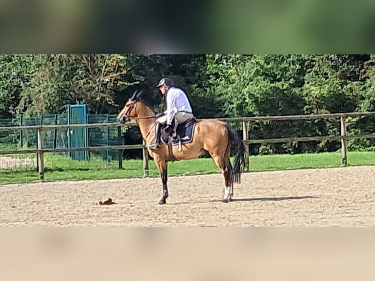 Poney Français de selle Hongre 5 Ans 148 cm Bai in Caen