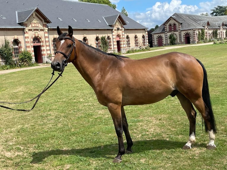 Poney Français de selle Hongre 5 Ans 148 cm Bai in Caen