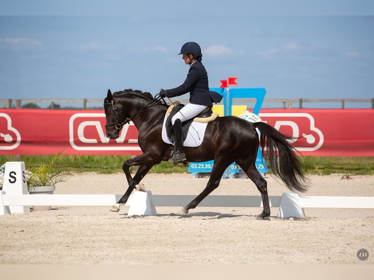 Poney Français de selle Hongre 5 Ans 148 cm Noir in M&#xE9;rignies