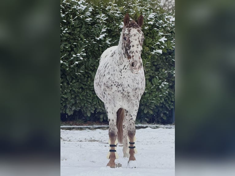 Poney Français de selle Hongre 5 Ans 163 cm Léopard in Someren