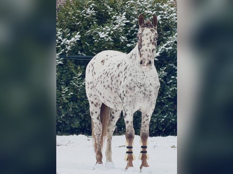 Poney Français de selle Hongre 5 Ans 163 cm Léopard in Someren