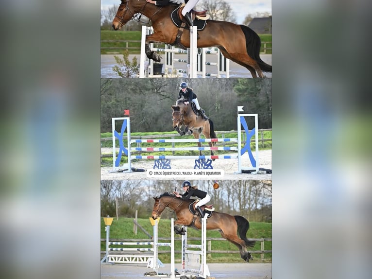 Poney Français de selle Hongre 8 Ans 160 cm Bai in Écouflant