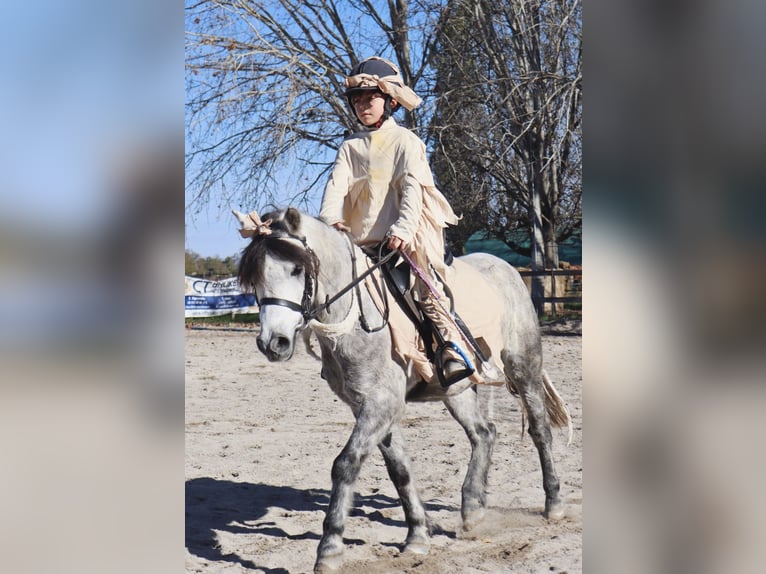 Poney Français de selle Croisé Hongre 9 Ans 120 cm Gris in Isola Della Scala