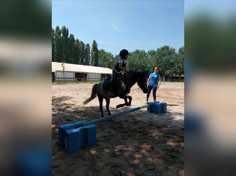 Poney Français de selle Croisé Hongre 9 Ans 120 cm Gris in Isola Della Scala