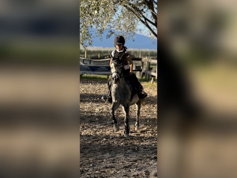 Poney Français de selle Croisé Hongre 9 Ans 120 cm Gris in Isola Della Scala