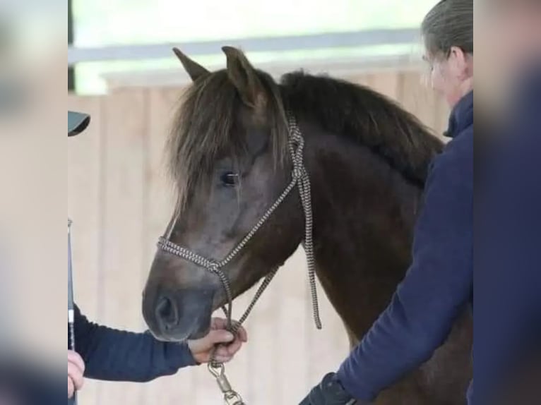 Poney Français de selle Hongre 9 Ans 133 cm Alezan brûlé in Villeneuve les cerfs