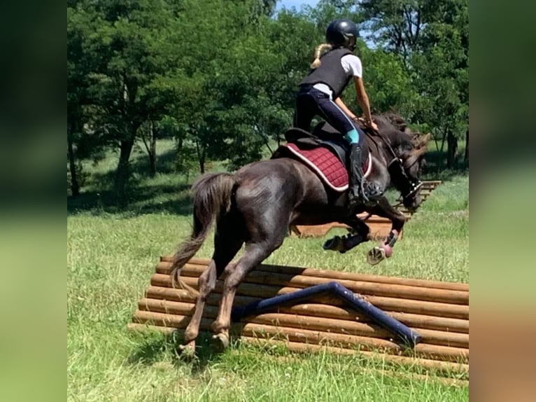 Poney Français de selle Hongre 9 Ans 133 cm Alezan brûlé in Villeneuve les cerfs