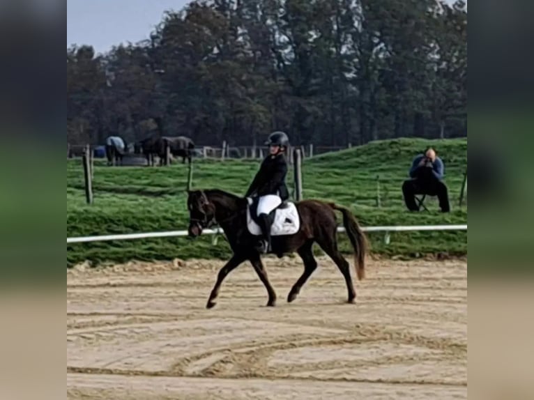 Poney Français de selle Hongre 9 Ans 133 cm Alezan brûlé in Villeneuve les cerfs