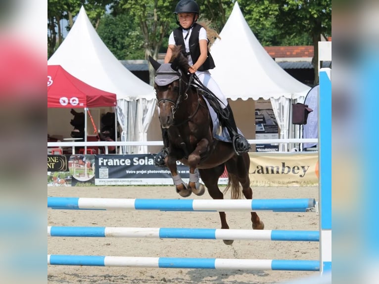 Poney Français de selle Hongre 9 Ans 133 cm Alezan brûlé in Villeneuve les cerfs