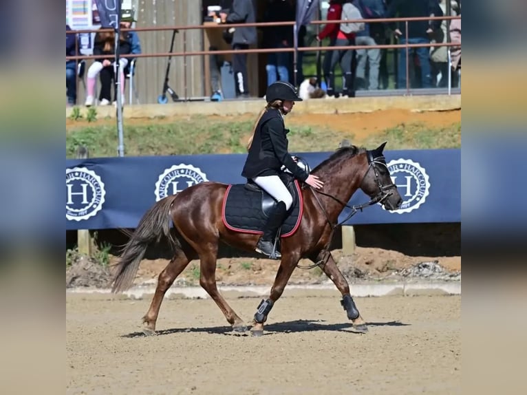 Poney Français de selle Hongre 9 Ans 133 cm Alezan brûlé in Villeneuve les cerfs