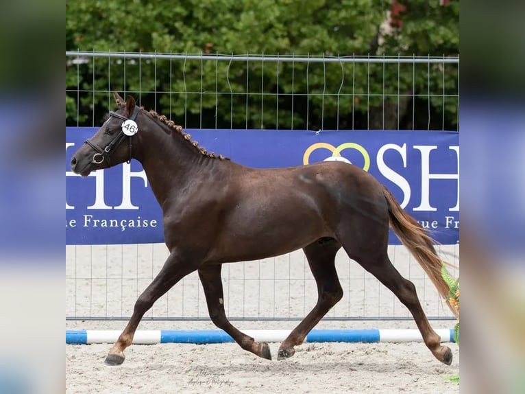 Poney Français de selle Hongre 9 Ans 133 cm Alezan brûlé in Villeneuve les cerfs