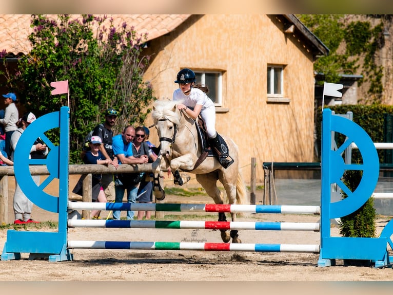 Poney Français de selle Hongre 9 Ans 145 cm Palomino in Hautes Alpes