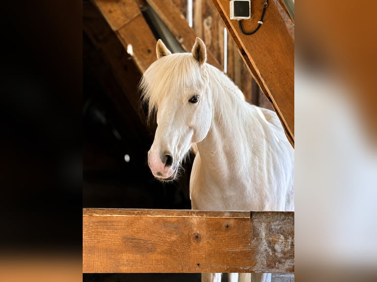 Poney Français de selle Hongre 9 Ans 145 cm Palomino in Hautes Alpes