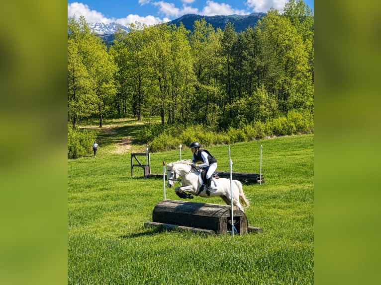 Poney Français de selle Hongre 9 Ans 145 cm Palomino in Hautes Alpes